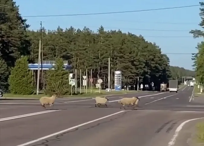 У Маневичах стадо овець систематично порушує ПДР (відео)