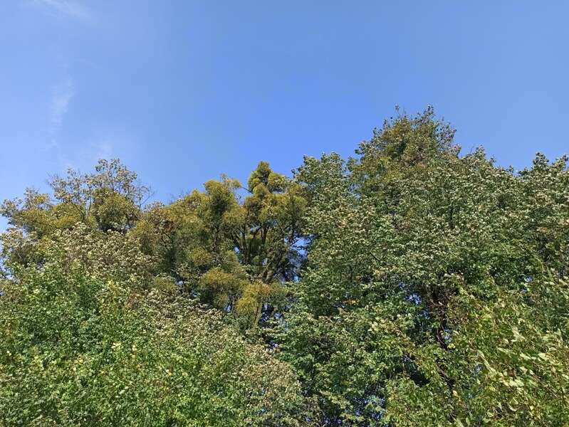 У Луцькому районі лікують одні з найстаріших дерев Волині (фото)