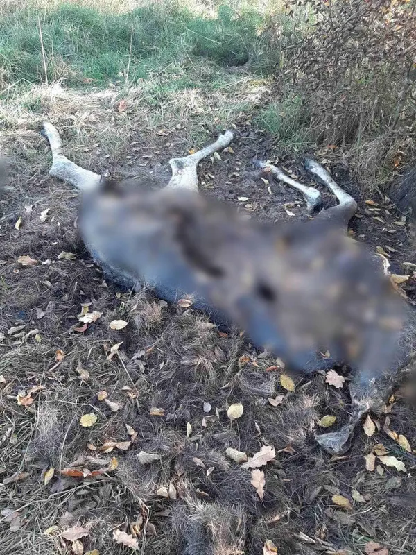 На Волині знайшли мертвою рідкісну тварину (відео)