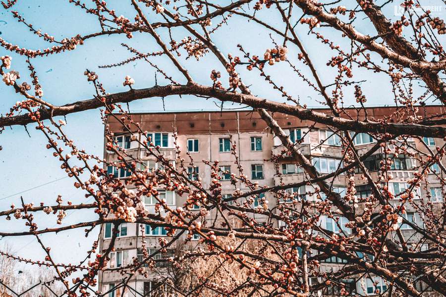 Цвіте і пахне: весна-2020 у Луцьку  (фото)