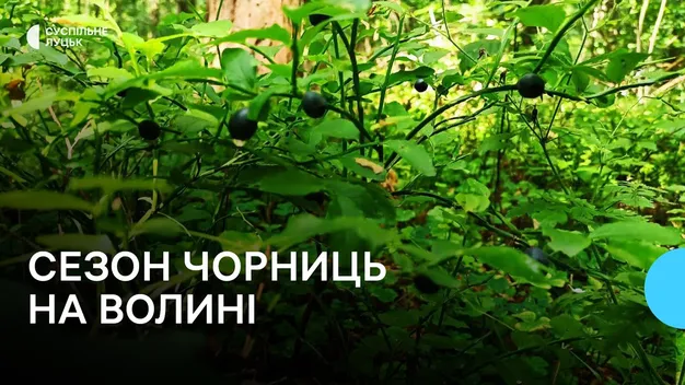Де на Волині заборонили «полювати» на чорниці (фото, відео)