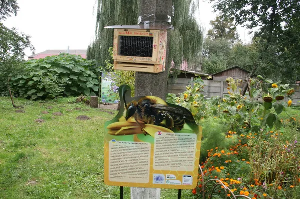 У Луцьку поговорили про диких бджіл та їх роль у довкіллі (фото)