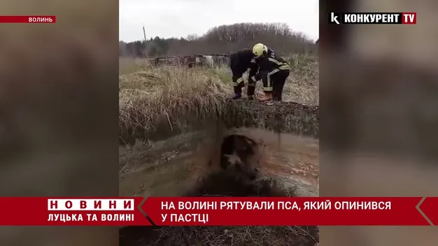 На Волині рятувальники витягнули собаку з бетонної пастки (фото, відео)
