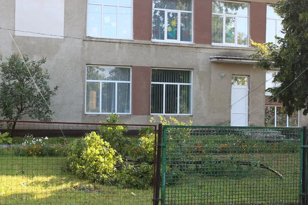 Негода повалила дерева на Волині (фото)