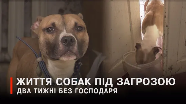Аби не оскаженіли: у Луцьку покинутих господарем собак годують через вікно (відео)