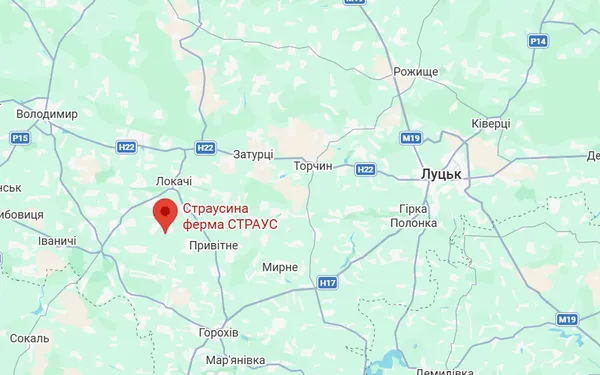 Скоро будуть малята: де на Волині є страусина ферма
