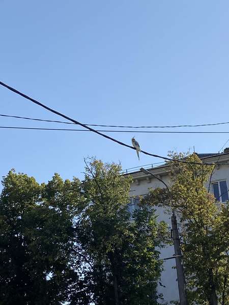 У центрі Луцька помітили папугу-втікача (фото)