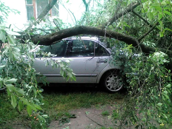 Що наробила негода в Луцьку  (фото, відео)