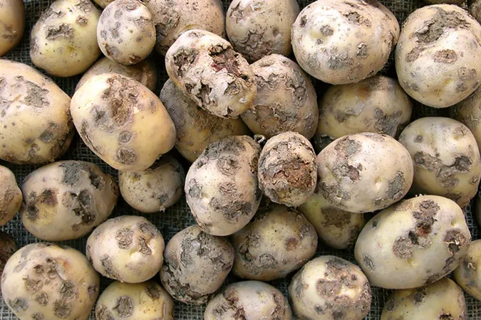 Рак картоплі та західний жук: на Ковельщині скасували карантин