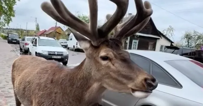 🦌На Рівненщині авто збило відомого оленя Бориса з Волині: прогнози невтішні (відео)