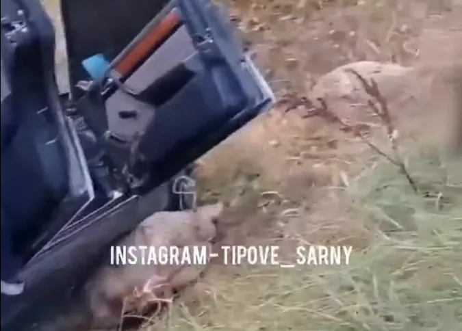 З авто діставали людей і овець: з'явилося відео аварії на Волині