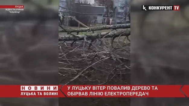 У Луцьку вітер повалив дерево на лінію електропередач (відео)