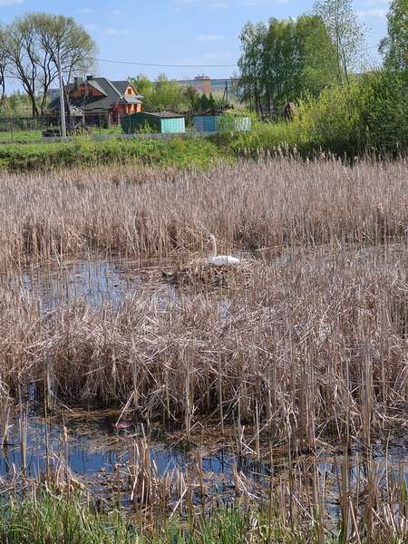 Синьо, зелено і тихо: весна на Теремнівських ставках (фото)