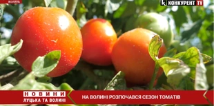 🍅Продають дешево, збираєш власноруч: під Луцьком вирощують плантацію помідорів (відео)
