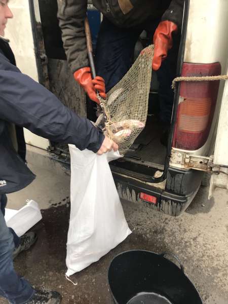 На тушонки для військових: волинські підприємці передали 150 кілограмів риби (фото)