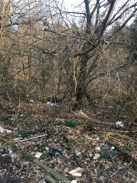 У Луцьку в зарослях оселилися вовки? (фото)