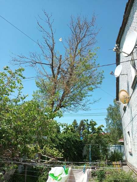 Може пошкодити дах і стіну будинку: у Луцьку просять зрізати сухе дерево