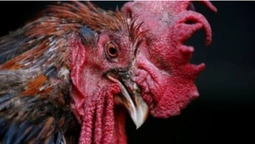 Жінка виграла суд про кукурікання півня: тварина стала знаменитістю (фото)