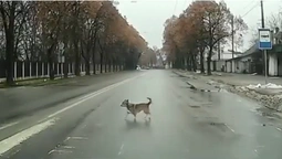 У Луцьку навіть собаки дотримуються ПДР (відео)