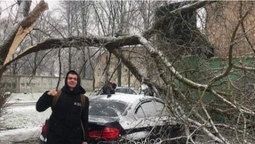 У Луцьку на автомобіль впало дерево (фото)