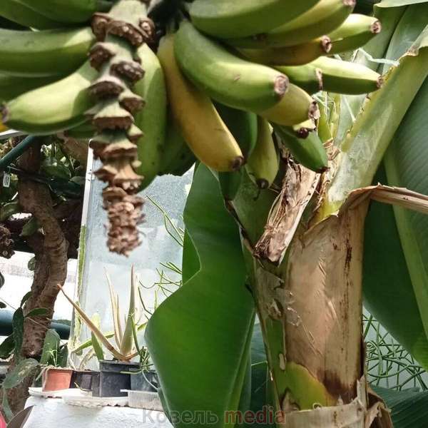 У Ковелі на станції юних натуралістів виростили банани: чекали 10 місяців (фото)