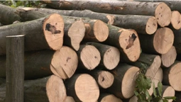 Заготівля дров та електрообігрівачі: як волиняни готуються до зими (відео)