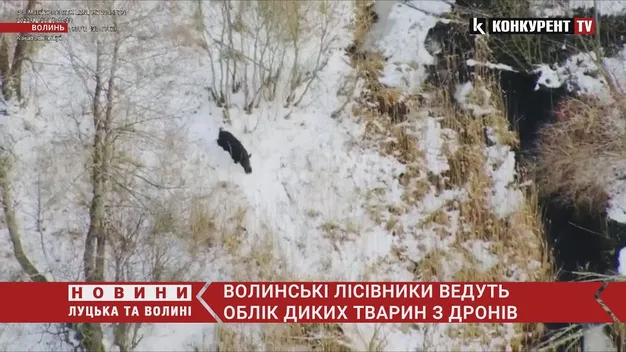 На Волині облік диких тварин проводять з дронів (відео)