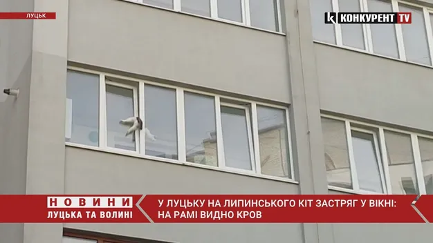 На рамі видно сліди крові: у Луцьку кіт застряг у вікні (відео)