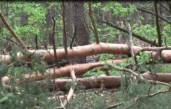 Стало відомо, яких збитків завдала буря у волинських лісах