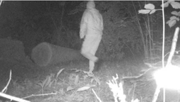 У лісовому заказнику біля Луцька фотопастка впіймала дубокрадів (фото, відео)