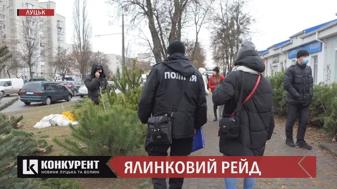 Без чіпів і дозвільних документів: як у Луцьку штрафували продавців ялинок (відео)
