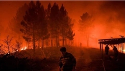 У Португалії масштабні лісові пожежі, є постраждалі (фото)