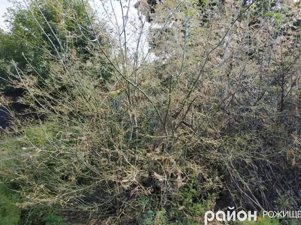 У Рожищі – нашестя гусені  (фото)