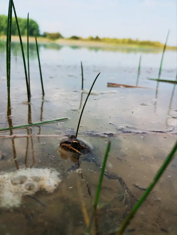 Зручні пірси і мало людей: на Волині в озері у формі вуха водиться багато риби (фото)