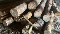 Понад 20 колод сосни: на Волині виявили незаконну пилораму (фото)