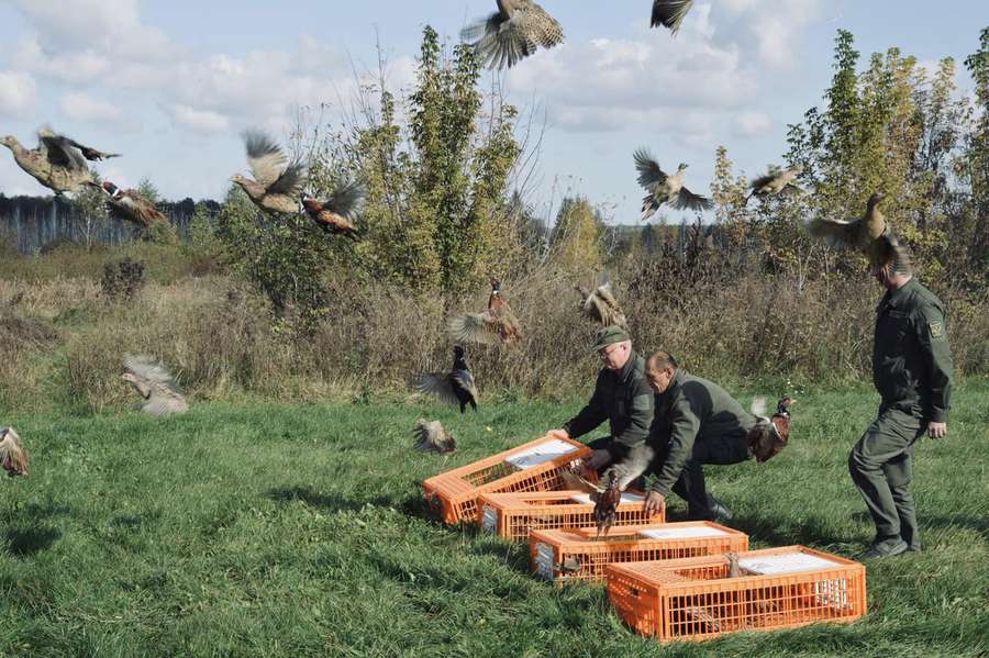 Волинські лісівники випустили на волю близько 500 фазанів (фото)