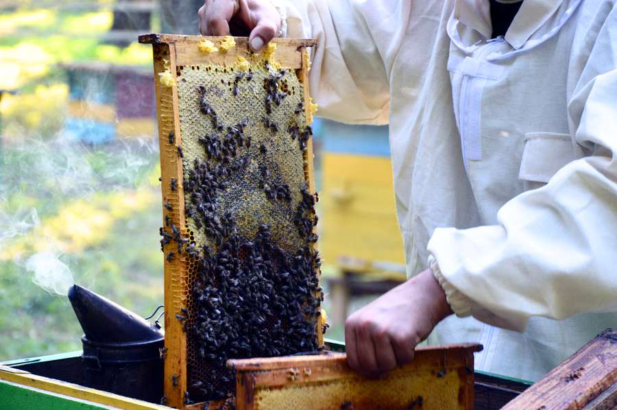 Медові традиції Волині: як лісівники доглядають за бджолами (фото, відео)