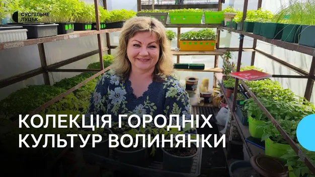 Колекціонерка городніх культур із Волині вирощує 74 сорти томатів (відео)