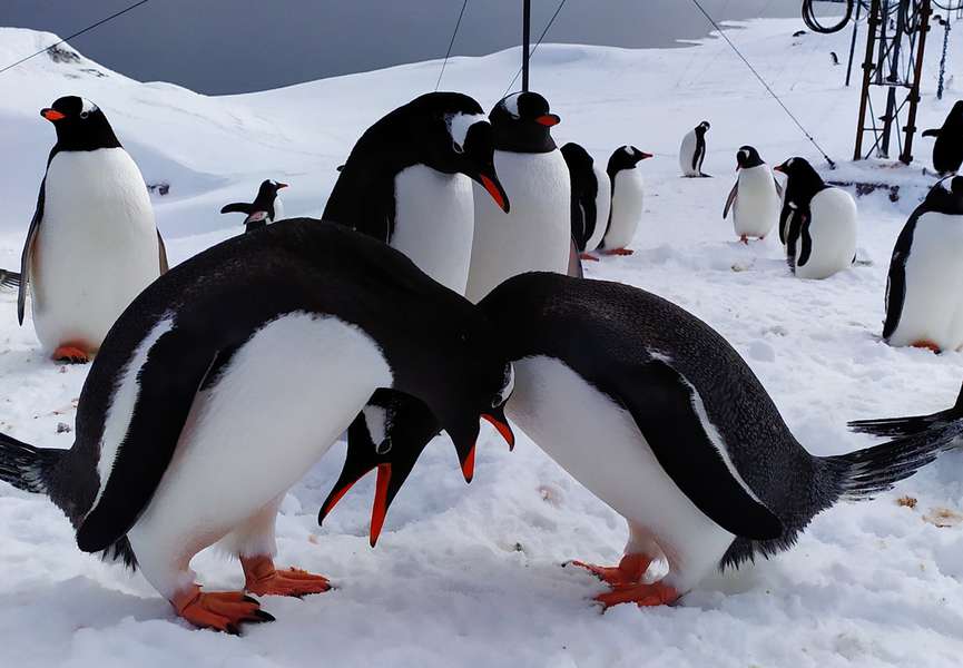 Українські полярники до Дня Валентина показали залицяння пінгвінів (фото)