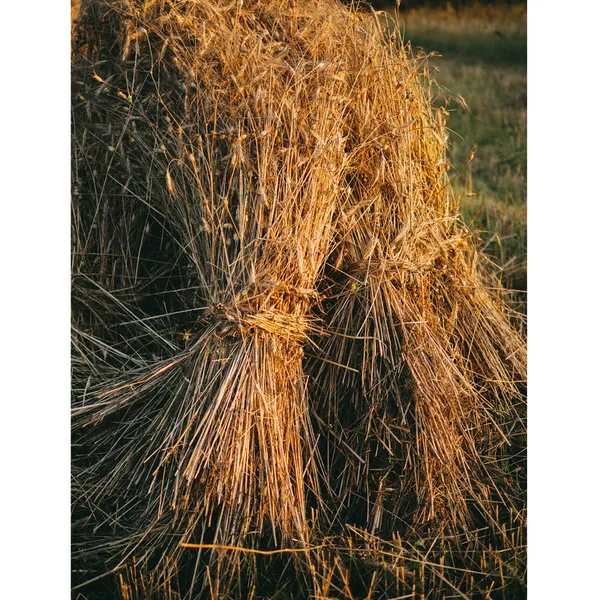 Пахне сіном крізь екран: фотограф показав жнива в селі на Волині (фото)