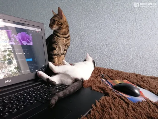 Затишок у домі чи коти
