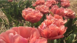 "Волинська Голландія": за зірвані тюльпани – 500 гривень штрафу (фото, відео)