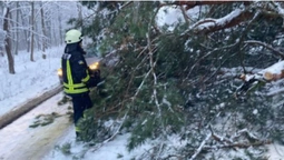 Негода на Волині: рятувальники розчищували дороги від повалених дерев (фото)