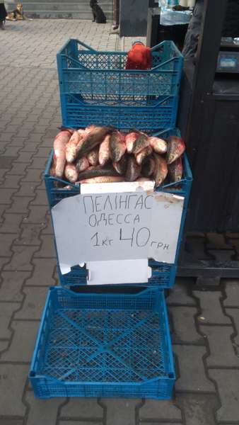 На луцьких ринках незаконно продавали понад 70 кілограмів риби (фото)