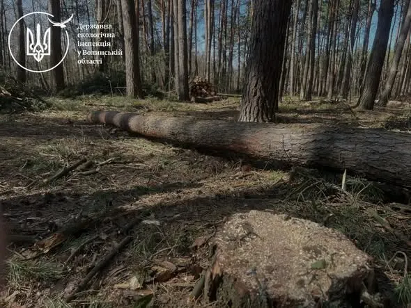 На Волині викрили незаконну вирубку сосен: відкрито кримінальне провадження (фото)
