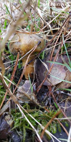 Лисички, польські та маслята: ратнівчанка посеред зими назбирала грибів (фото)