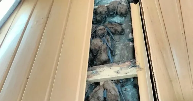 В обшивці балкону в Харкові роками зимувало 900 кажанів