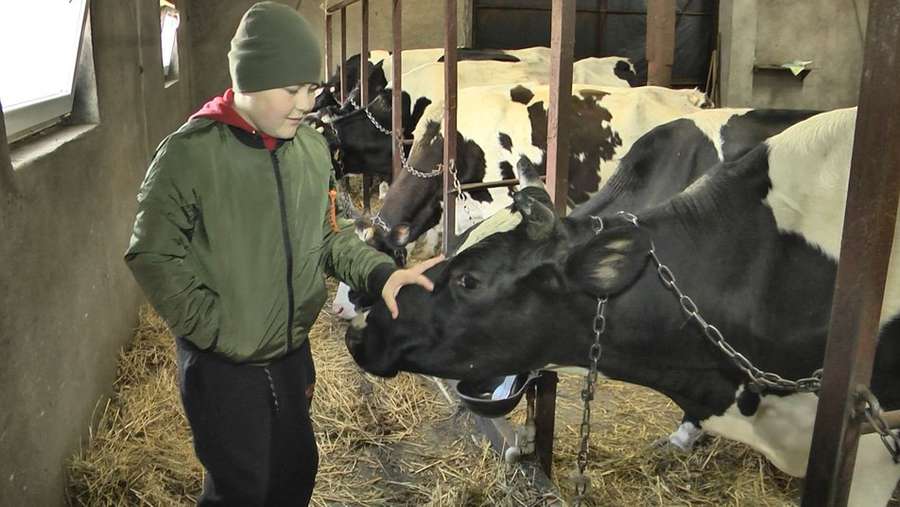Без пасовища: на Волині власники молочної ферми не мають де випасати корів