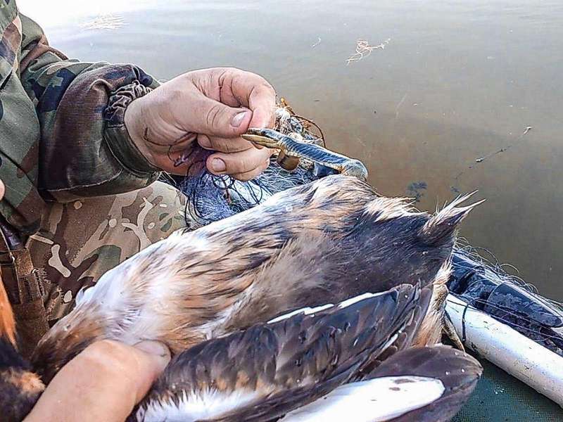 На озері Пісочному екологи врятували птаха (фото)