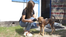 Волинянин катував сусідського пса: деталі жорстокої історії
